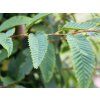 carpinus japonica