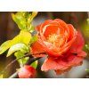 Chaenomeles Mango Storm (1)