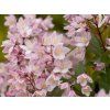 blossom