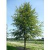 fagus2