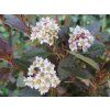 Tavola kalinolistá 'Little Joker'®  Physocarpus opulifolius 'Little Joker'®