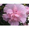 pink chiffon