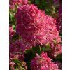 Hortenzie latnatá Diamant Rouge 'Rendia' PBR  Hydrangea paniculata Diamant Rouge 'Rendia' PBR
