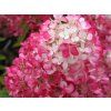Hortenzie latnatá Diamant Rouge 'Rendia' PBR  Hydrangea paniculata Diamant Rouge 'Rendia' PBR