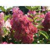 Hortenzie latnatá Fraise Melba 'Renba' PBR  Hydrangea paniculata Fraise Melba 'Renba' PBR