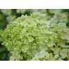 Hortenzie latnatá Magical Moonlight 'Kolmagimo'  Hydrangea paniculata Magical Moonlight 'Kolmagimo'