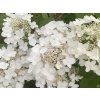 Hortenzie latnatá 'White Month'  Hydrangea paniculata 'White Month'