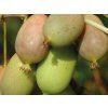Kiwi 'Lucy'  Actinidia arguta 'Lucy'