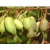 Kiwi 'Lucy'  Actinidia arguta 'Lucy'
