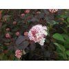 Tavola kalinolistá DIABLE D'OR 'Mindia'  Physocarpus opulifolius DIABLE D'OR 'Mindia'