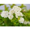 Tavolník břízolistý 'Tor Gold' PBR  Spiraea betulifolia'Tor Gold' PBR