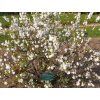 Višeň žlaznatá 'Alba Plena'  Prunus glandulosa 'Alba Plena'