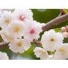 Višeň žlaznatá 'Alba Plena'  Prunus glandulosa 'Alba Plena'
