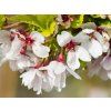 Prunus Frilly Frock