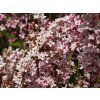 Syringa vulgaris Bloomerang 'Pink Perfume' PBR (2)