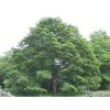 japonica2