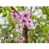 T�e�e� chloupkat� �Autumnalis Rosea� (Balen� bal/kontejner, Tvar v�cekmen, v��ka 350-400cm)
