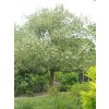 pterostyrax