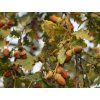 dub letn� pendula