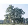 dub letn� pendula2