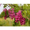 Robinia Casque Rouge flowers
