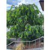 Trnovník, akát Twisty Baby 'Lace Lady' PBR  Robinia pseudoacacia Twisty Baby 'Lace Lady' PBR
