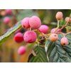Jeřáb olšolistý 'Red Bird'  Sorbus alnifolia 'Red Bird'