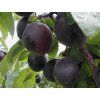 Švestkomeruňka 'Aprisali'  Prunus hybride 'Aprisali'