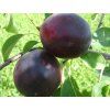 Švestkomeruňka 'Aprisali'  Prunus hybride 'Aprisali'