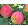 Jabloň 'Florijam'  Malus domestica 'Florijam'
