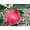 Jabloň 'Florijam'  Malus domestica 'Florijam'