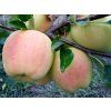 Jabloň 'Anežka'  Malus domestica 'Anežka'