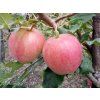 Jabloň 'Svetlana'  Malus domestica 'Svetlana'