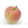Jabloň 'Svetlana'  Malus domestica 'Svetlana'