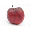Jabloň 'Super Chief'  Malus domestica 'Super Chief'