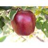 Jabloň 'Super Chief'  Malus domestica 'Super Chief'