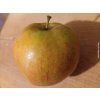 Jabloň 'Jonagored'  Malus domestica 'Jonagored'