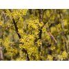 Dřín velkoplodý 'Jolico' - kontejner  Cornus mas 'Jolico'