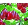 Dřín velkoplodý 'Jolico' - kontejner  Cornus mas 'Jolico'