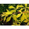 Loubinec omějolistý 'Seattle'  Ampelopsis aconitifolia 'Seattle'