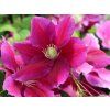 Plamének 'Hania'  Clematis 'Hania'