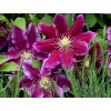 Plamének 'Hania'  Clematis 'Hania'