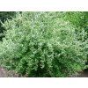 Hlošina mnohokvětá  Elaeagnus multiflora