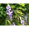 Japonská vistárie  Millettia japonica