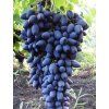 Réva vinná 'Naděžda Azos'  Vitis vinifera 'Naděžda Azos'