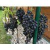 Réva vinná 'Naděžda Azos'  Vitis vinifera 'Naděžda Azos'