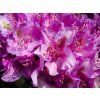 pink purple