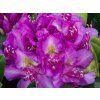 pink purple2