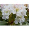 nikodemus1