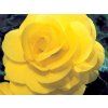 Begonie 'Double Yellow  Begonia 'Double Yellow'